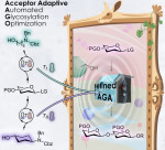Acceptor-Adaptive Automated Glycosylation Optimization For Automated Glycan Assembly Acceptor-Adaptive Automated Glycosylation Optimization For Automated Glycan Assembly