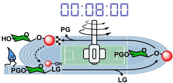 accelerated_solid_phase_glycan_synthesis_asgs